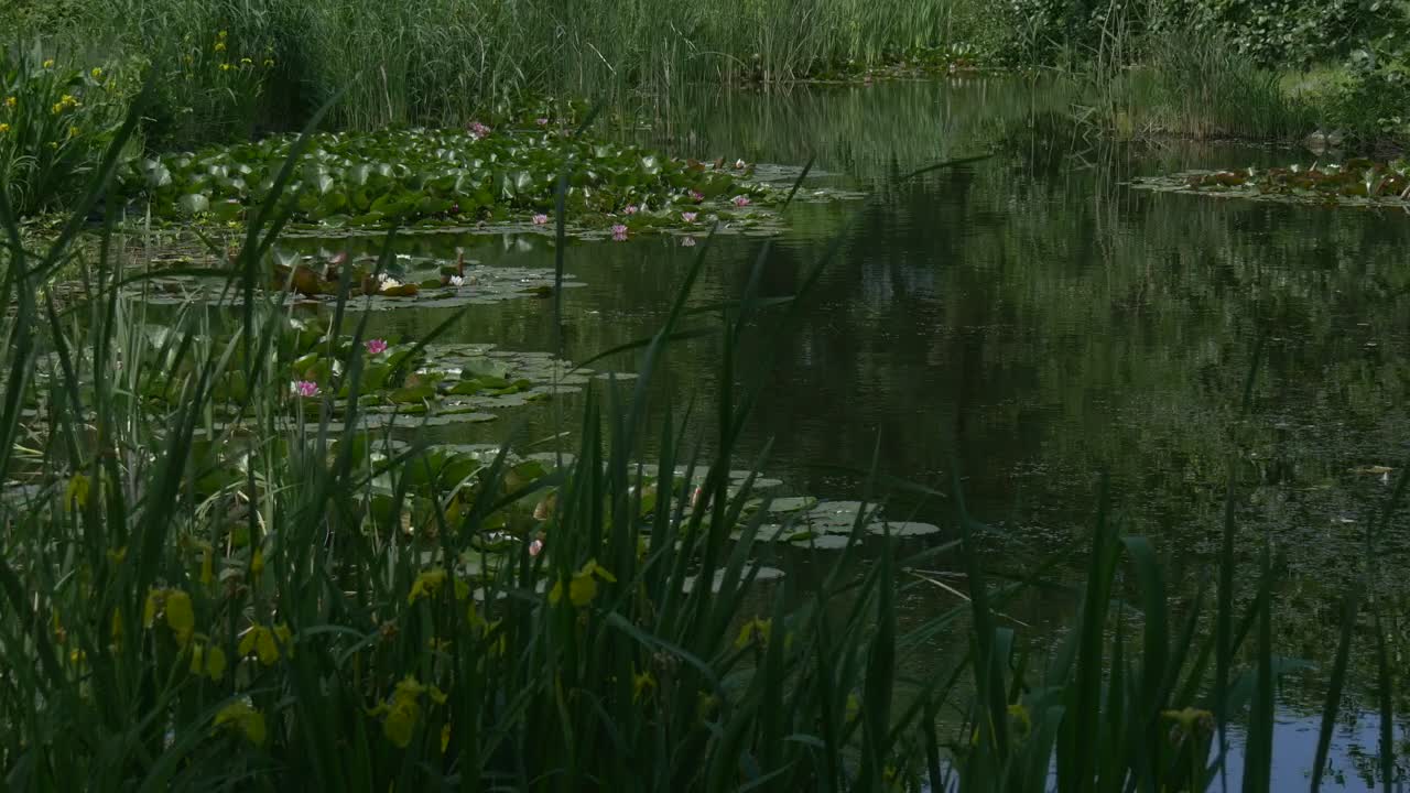 Video Stock Pond Surface With Lilies Live Wallpaper Free