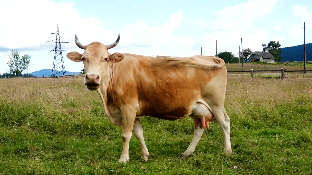 Video Stock Portrait Of A Cow On A A Grass Field Live Wallpaper Free