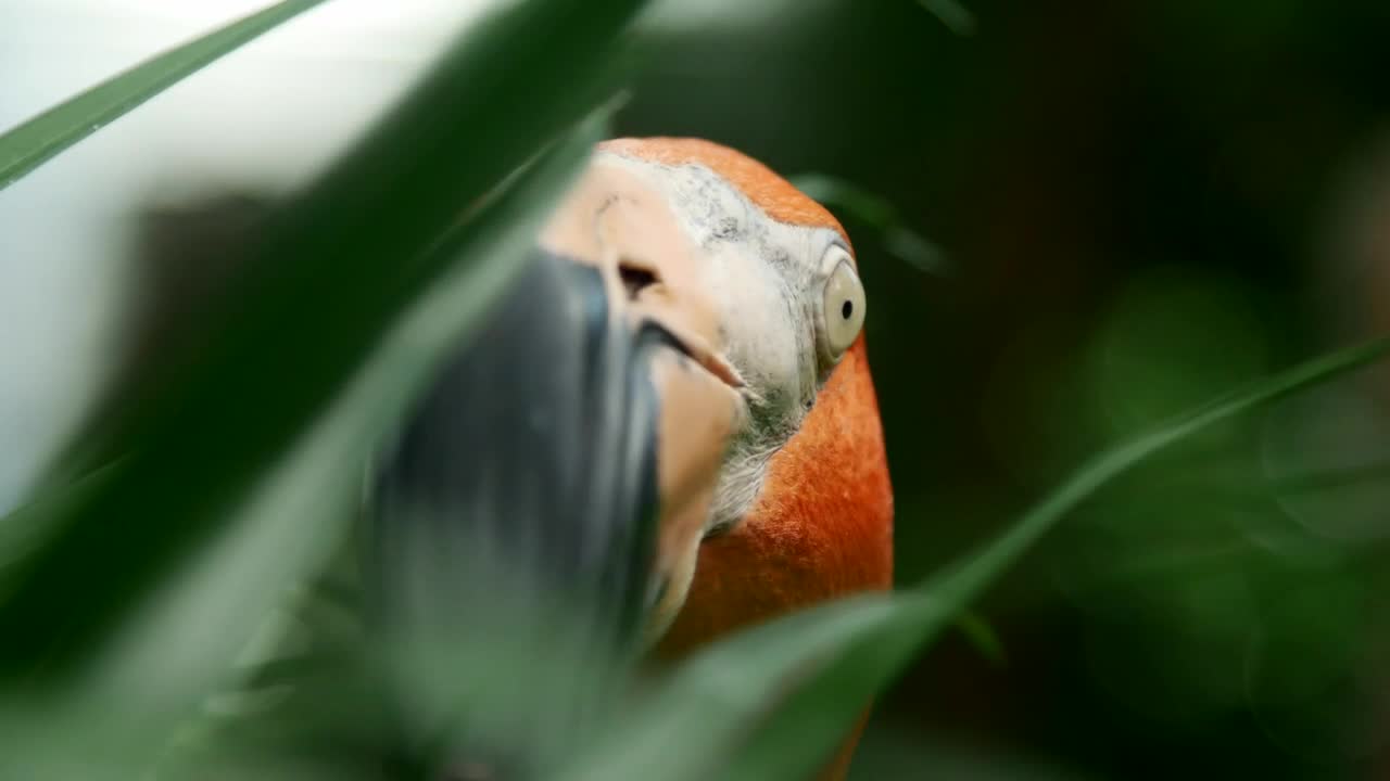 Video Stock Portrait Of A Flamingo Looking Around Live Wallpaper Free