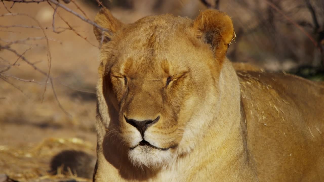 Video Stock Portrait Of A Lioness Yawning Live Wallpaper Free