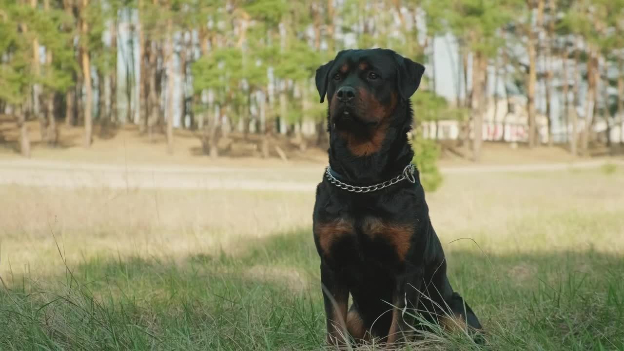 Video Stock Portrait Of A Rottweiler Waving Live Wallpaper Free