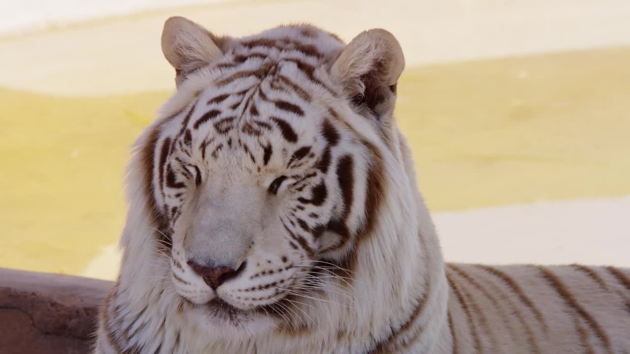 Video Stock Portrait Of A White Tiger Live Wallpaper Free