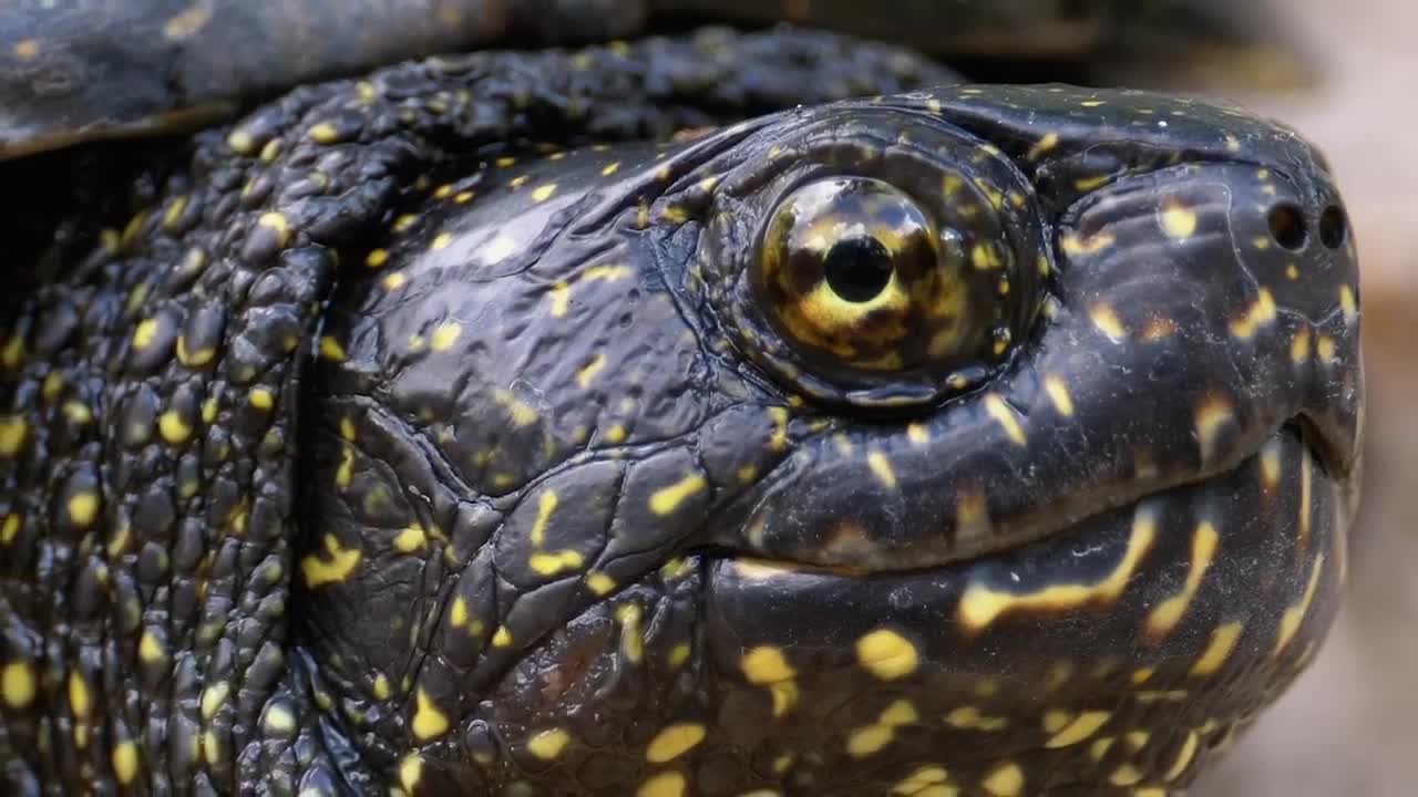 Video Stock Portrait Of Black Turtle With Yellow Spots Live Wallpaper Free