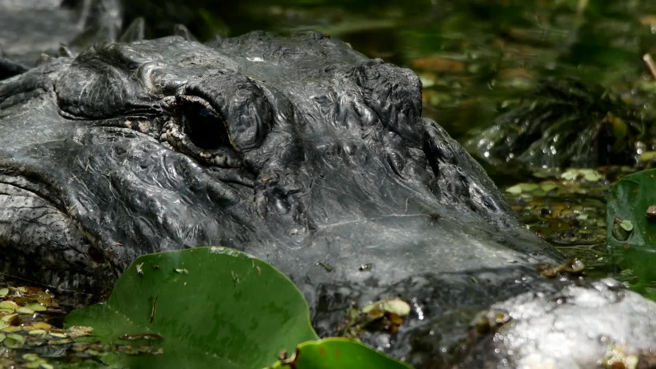 Video Stock Portrait To A Crocodile In A Swamp Live Wallpaper Free