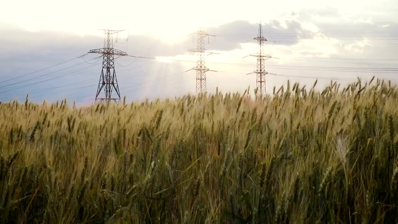 Video Stock Powerline Towers And A Wheat Field Live Wallpaper Free
