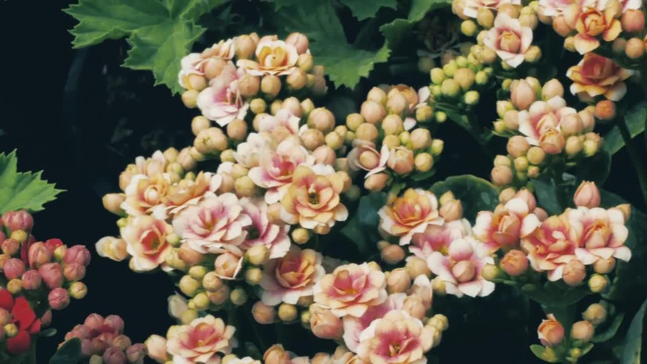 Video Stock Pretty Unopened Flowers Live Wallpaper Free