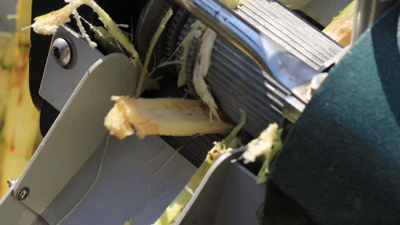 Video Stock Processing Sugar Plants Live Wallpaper Free