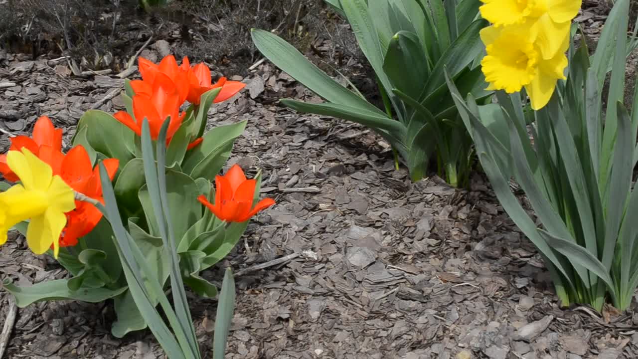 Video Stock Public Garden By A Road Live Wallpaper Free