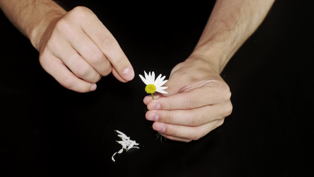 Video Stock Pulling Petals From A Daisy Live Wallpaper Free