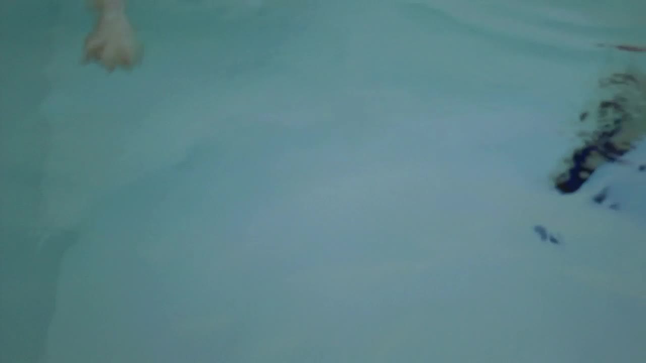 Video Stock Puppy Swimming In A Pool Live Wallpaper Free