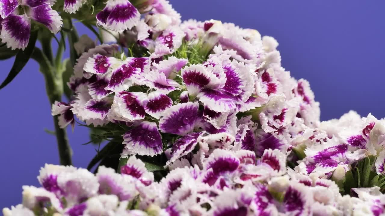 Video Stock Purple And White Flowers Live Wallpaper Free