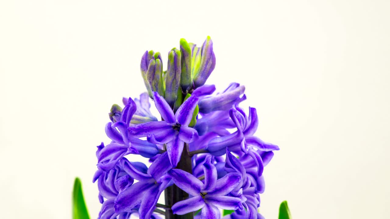 Video Stock Purple Flower Blooming Live Wallpaper Free