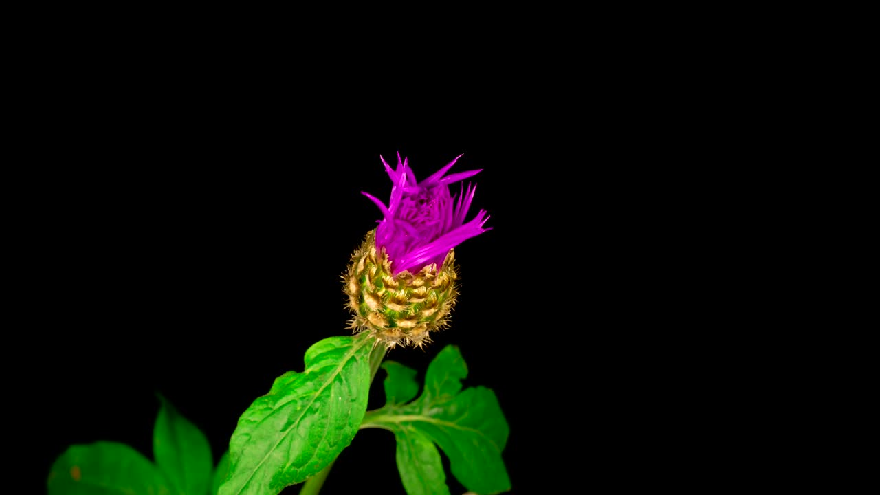 Video Stock Purple Flower With White Center Blooming Live Wallpaper Free