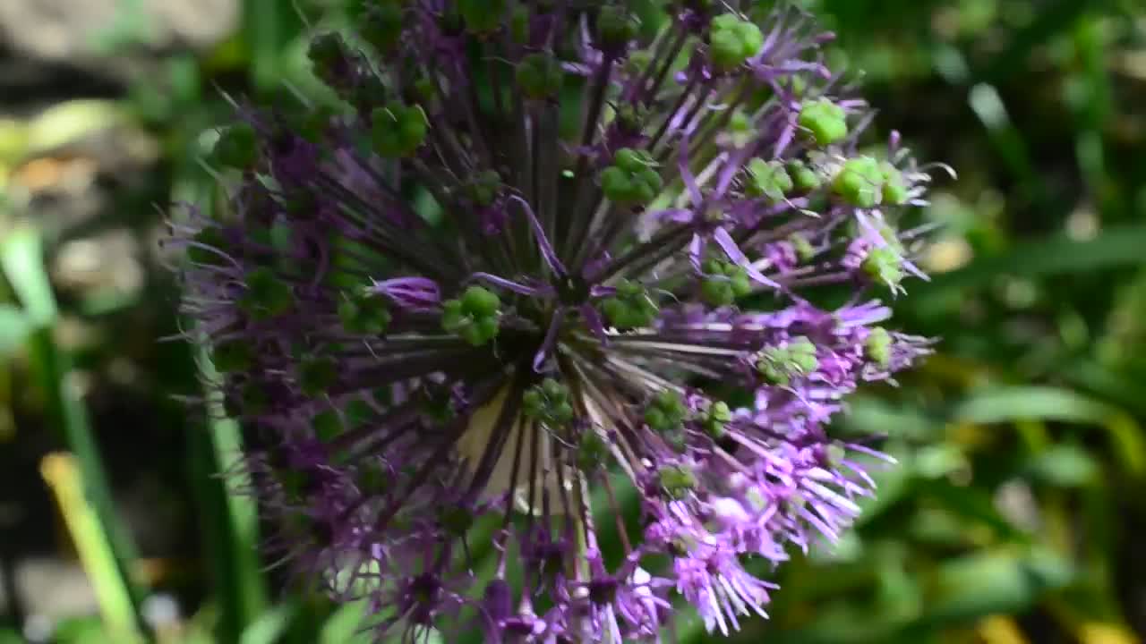 Video Stock Purple Flowering Plant In A Close Shot Live Wallpaper Free