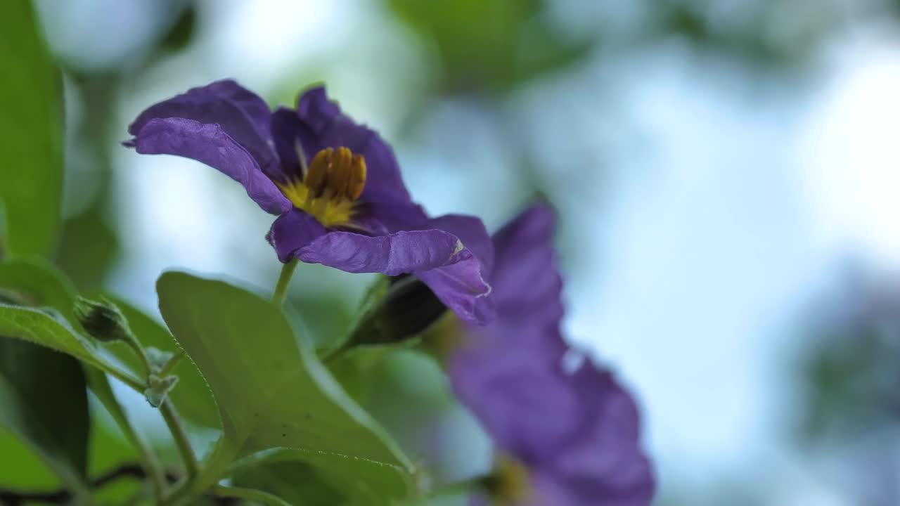 Video Stock Purple Flowers Being Moved By The Wind Live Wallpaper Free