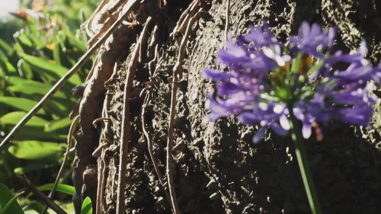 Video Stock Purple Flowers In Nature Live Wallpaper Free