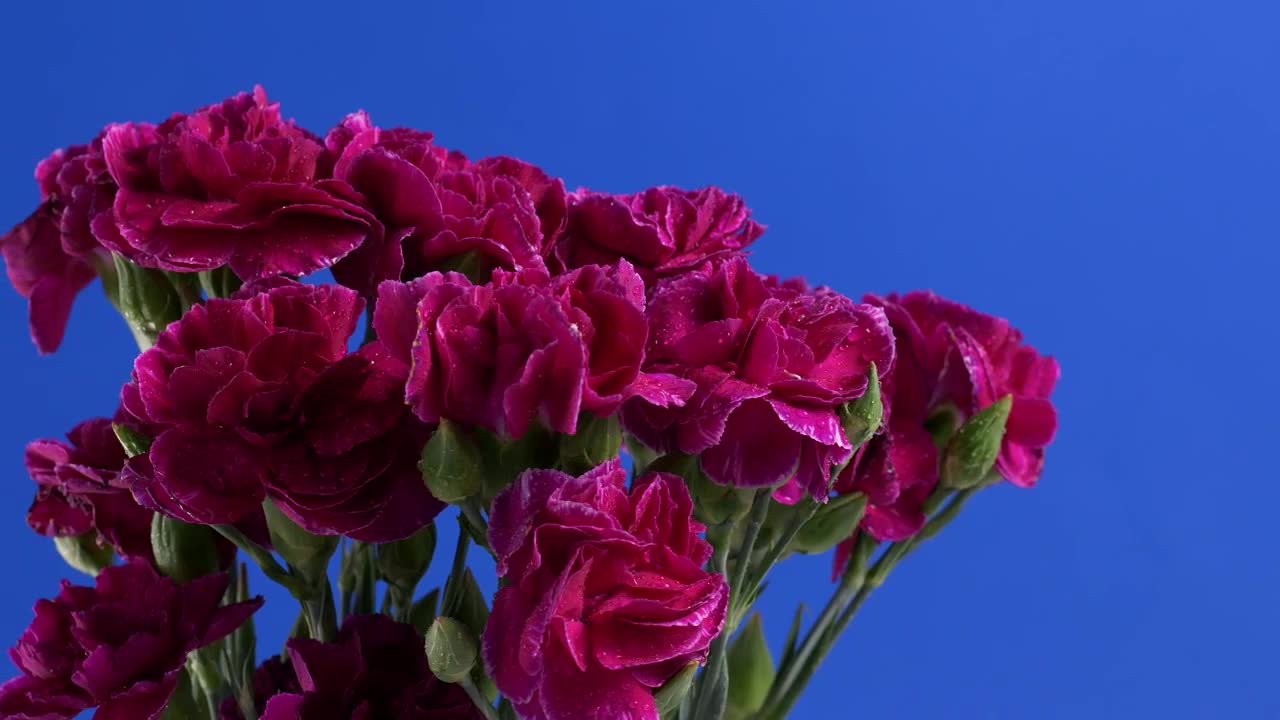 Video Stock Purple Flowers With A Blue Background Live Wallpaper Free