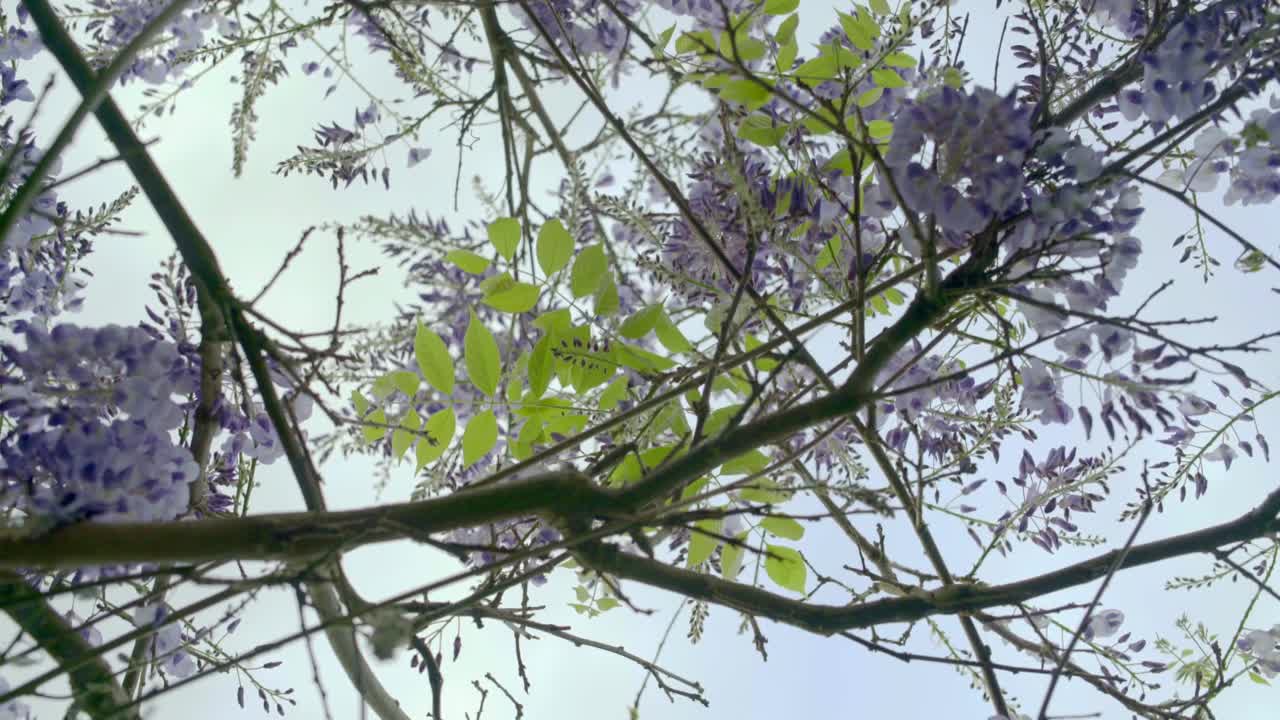 Video Stock Purple Plant In The Day Live Wallpaper Free