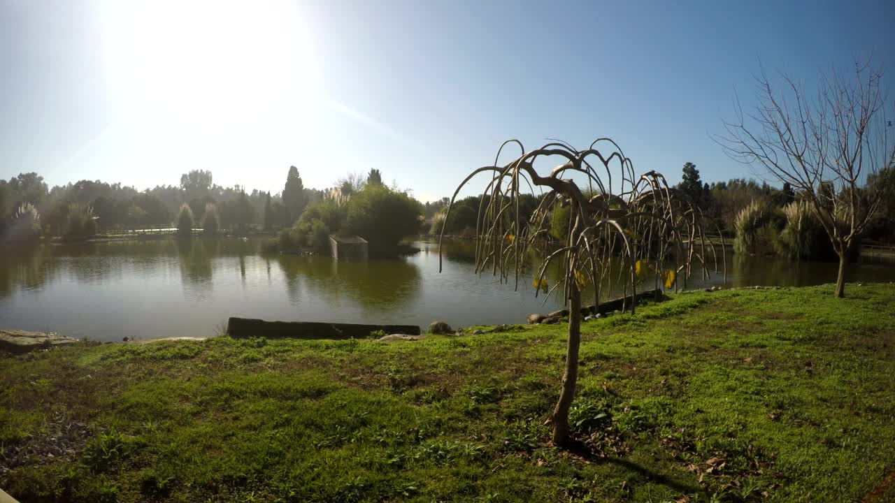 Video Stock Quiet Lake With Grass And Trees Around Live Wallpaper Free