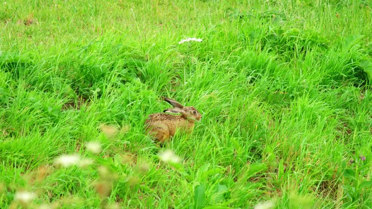 Video Stock Rabbit Walking Through Green Grass Live Wallpaper Free
