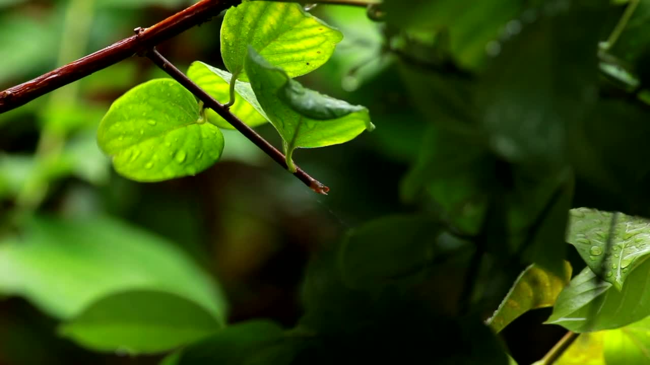 Video Stock Rain Dropping From A Small Branch Live Wallpaper Free