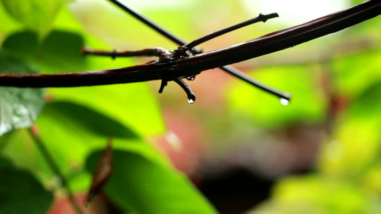 Video Stock Rain Drops After A Storm Live Wallpaper Free