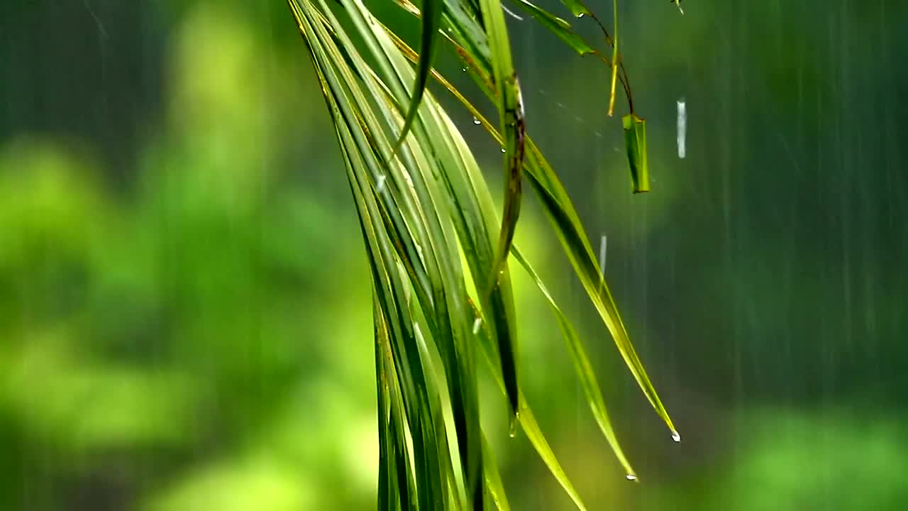 Video Stock Rain Falling Against A Fern Live Wallpaper Free