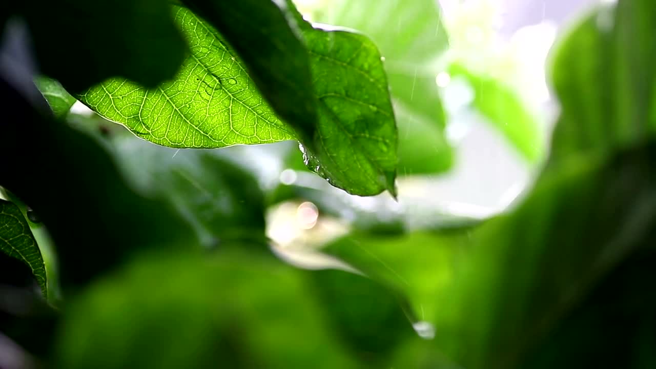 Video Stock Rain Falling Against A Plant Live Wallpaper Free