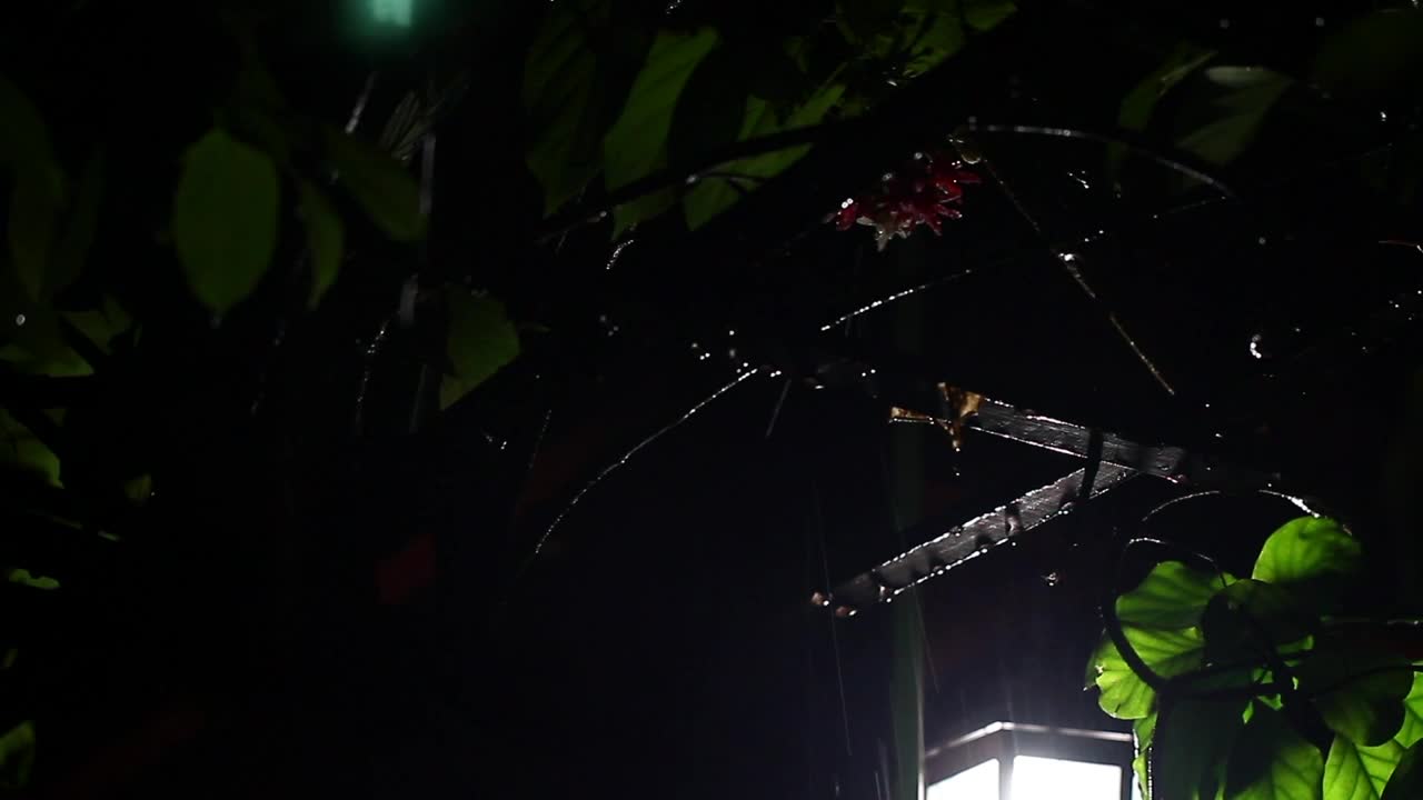 Video Stock Rain Falling During The Night Live Wallpaper Free