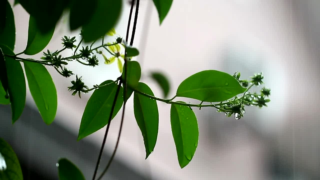 Video Stock Rain Falling Gently In A Park Live Wallpaper Free