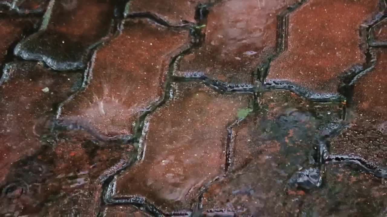 Video Stock Rain Falling On Bricks Live Wallpaper Free