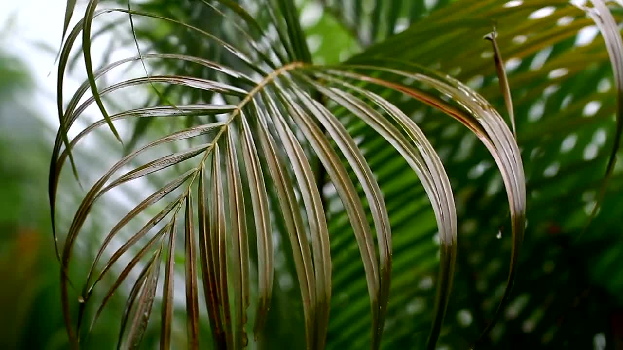 Video Stock Rain Falling Softly On Ferns Live Wallpaper Free