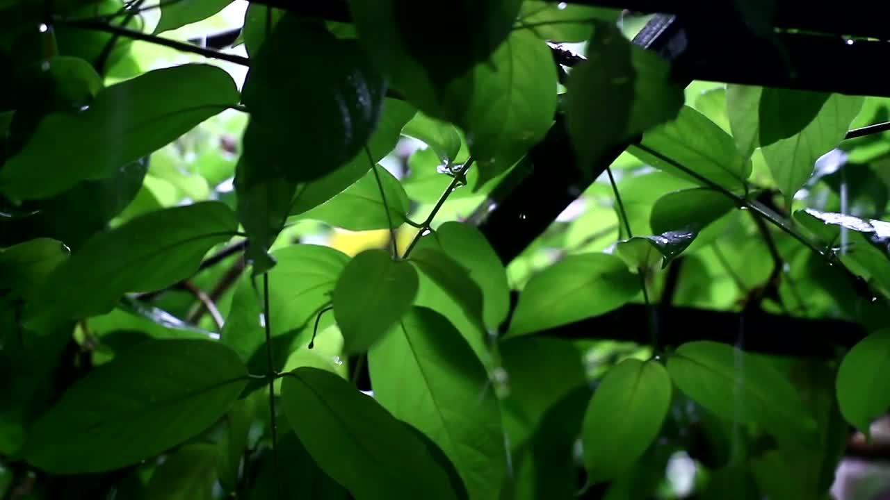 Video Stock Rain Falling Through Leaves Live Wallpaper Free
