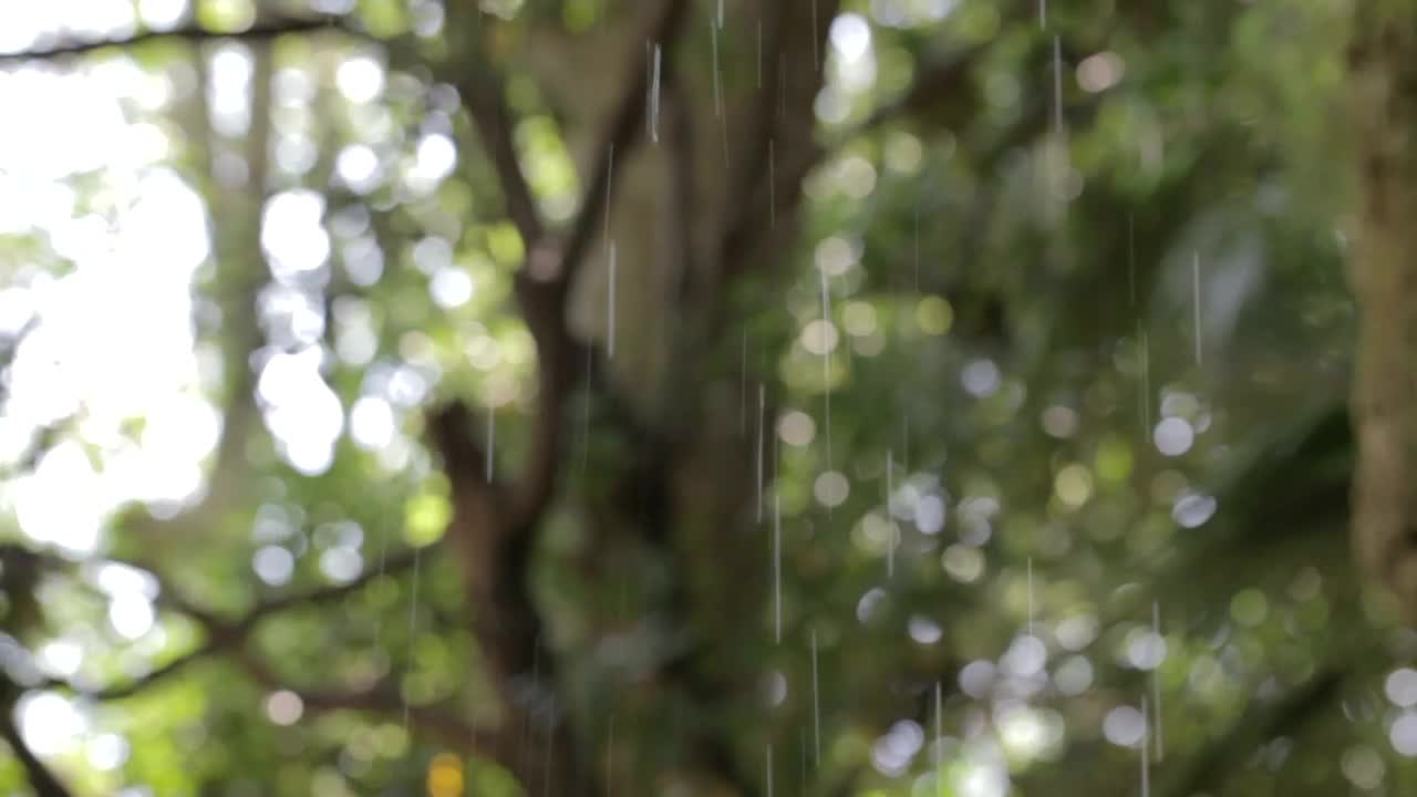 Video Stock Rain Falling Through Park Trees Live Wallpaper Free