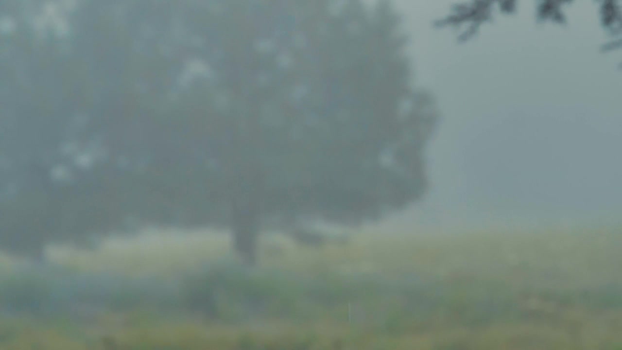 Video Stock Rain In The Woods Live Wallpaper Free