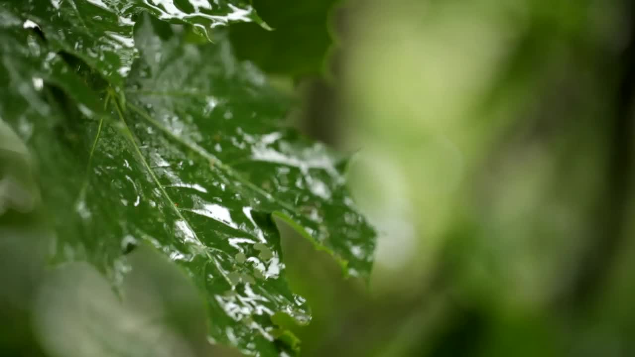 Video Stock Rain Landing On Maple Leaves Live Wallpaper Free