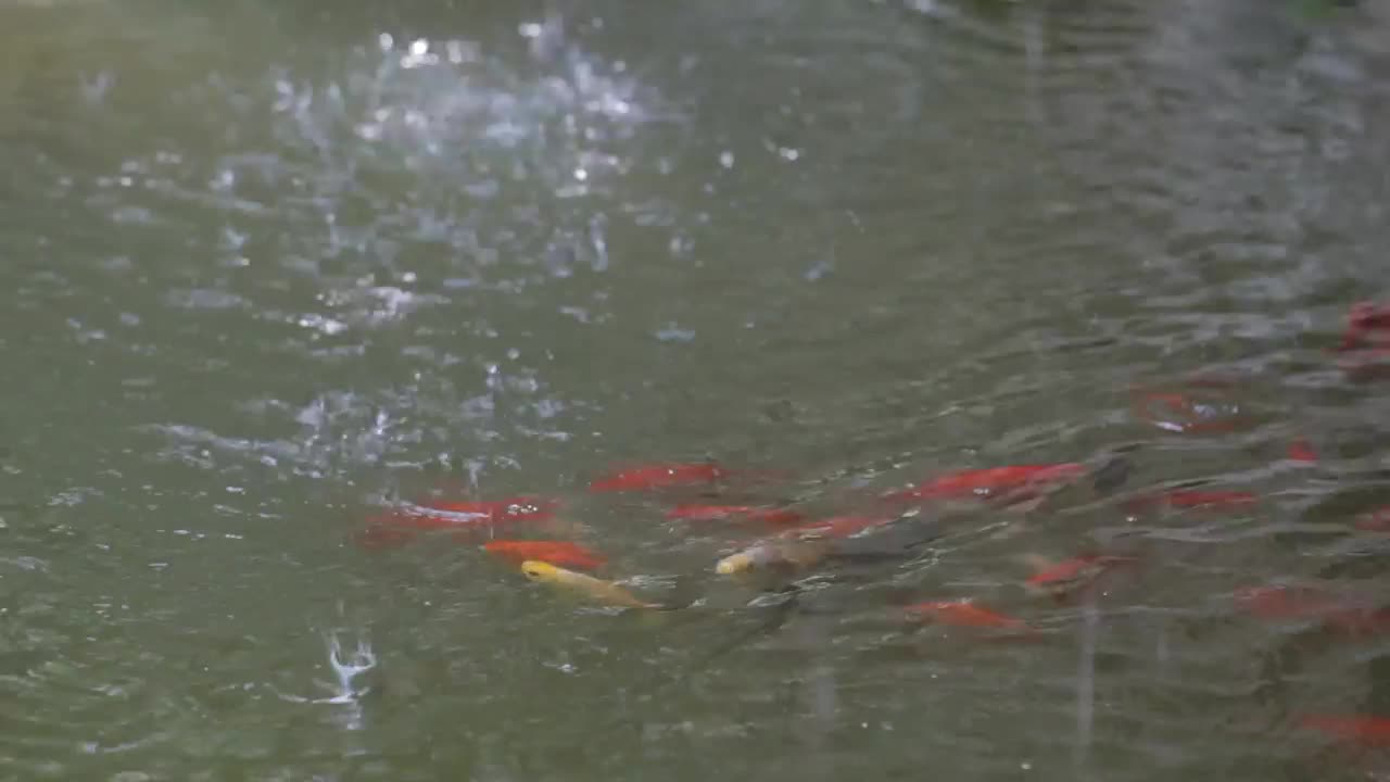 Video Stock Rain Splashing On A Fish Pond Live Wallpaper Free