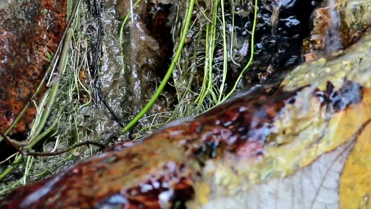 Video Stock Rain Water Running Through Woodland Live Wallpaper Free