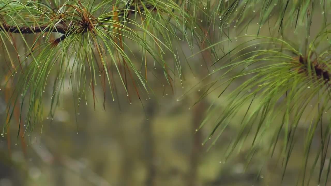 Video Stock Raindrops On Green Leaves Live Wallpaper Free