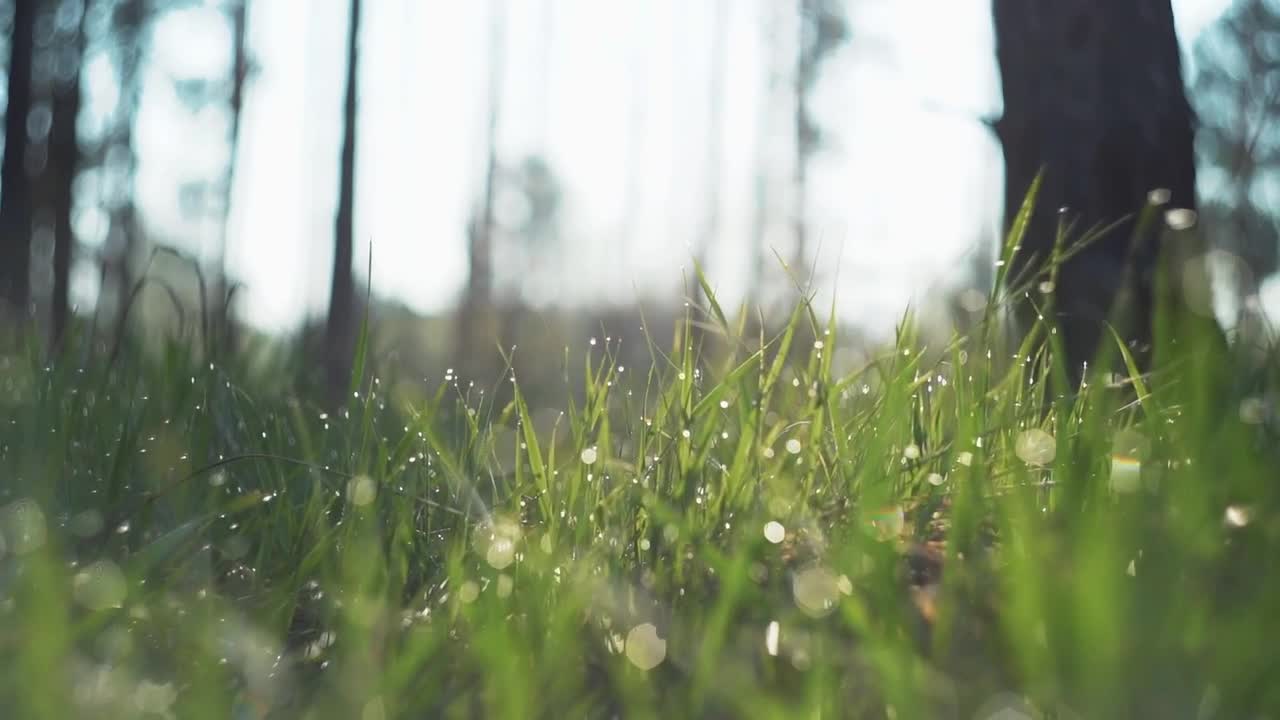 Video Stock Raindrops On The Grass Live Wallpaper Free