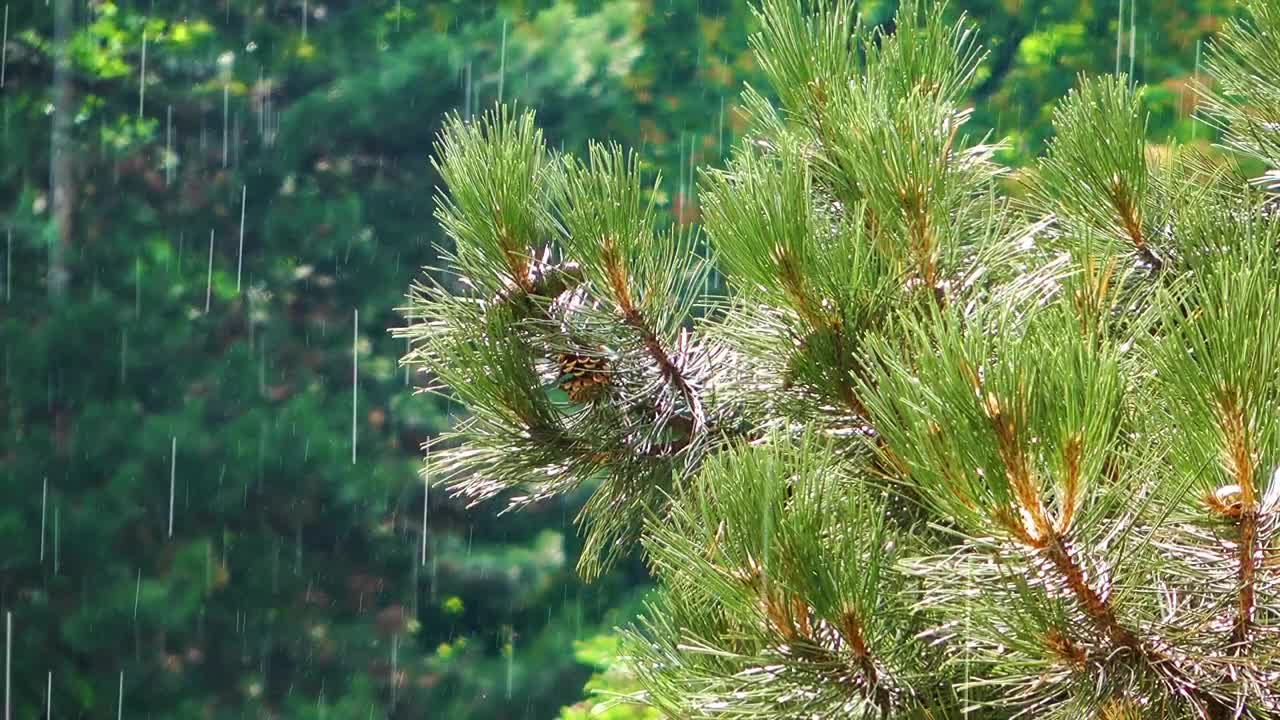Video Stock Raining In A Pine Forest And Green Trees Live Wallpaper Free