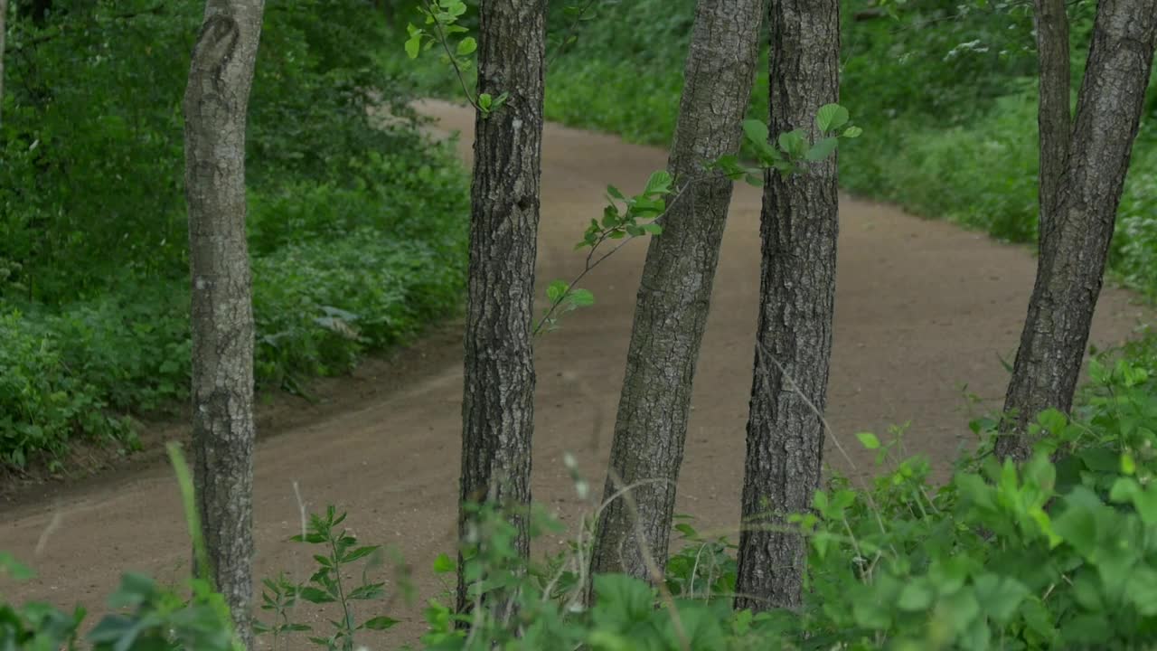 Video Stock Rally Car Driving Through A Dirt Road In The Forest Live Wallpaper Free