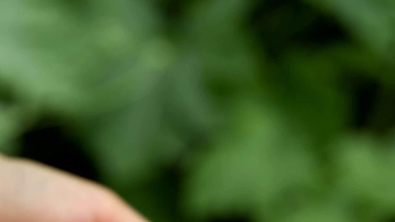 Video Stock Raspberries In The Hands Of A Person Live Wallpaper Free