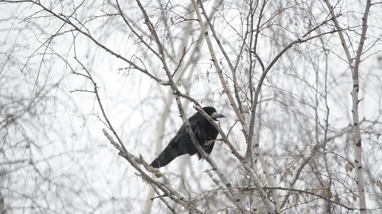 Video Stock Raven Resting In The Snow Live Wallpaper Free