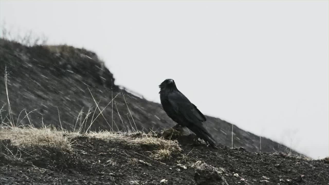 Video Stock Raven Sits On Ground In Falling Snow Live Wallpaper Free