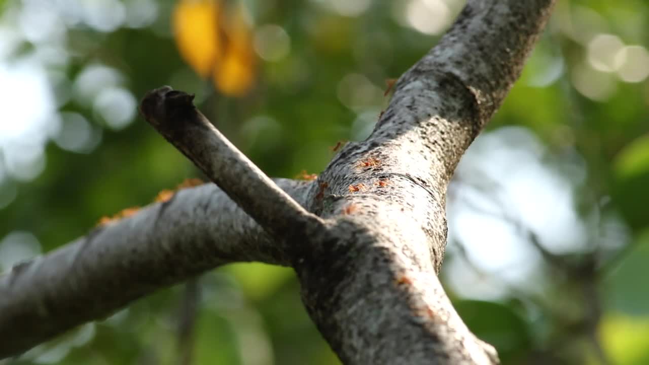 Video Stock Red Ants Covering A Tree Live Wallpaper Free