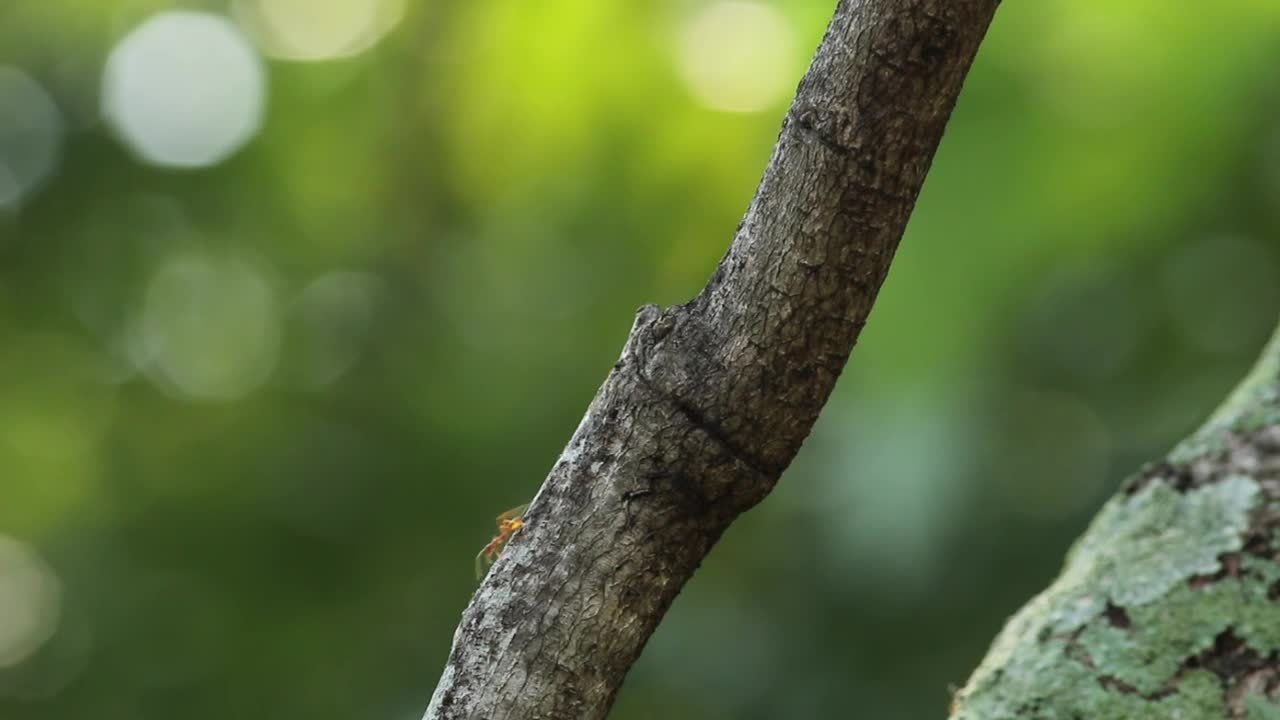 Video Stock Red Ants Heading Up And Down A Tree Live Wallpaper Free