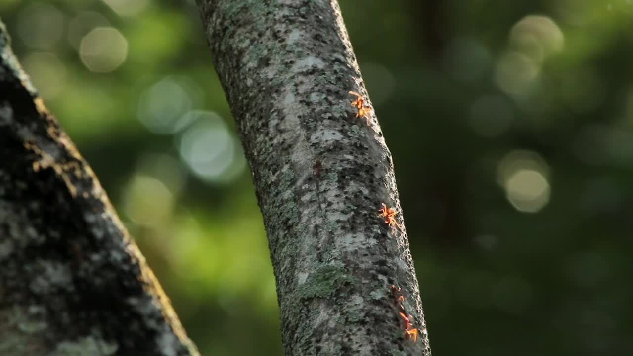 Video Stock Red Ants Running Along A Branch Live Wallpaper Free