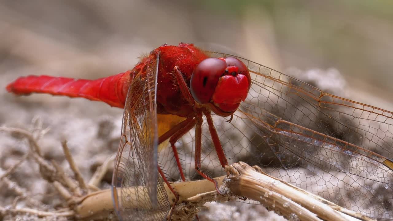 Video Stock Red Dragonfly Looking Around Live Wallpaper Free