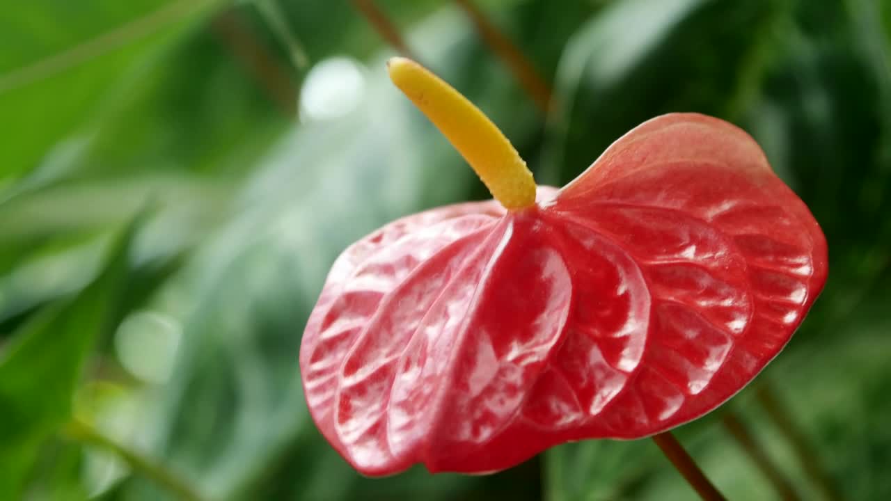 Video Stock Red Flower With Yellow Pistil In Nature Live Wallpaper Free